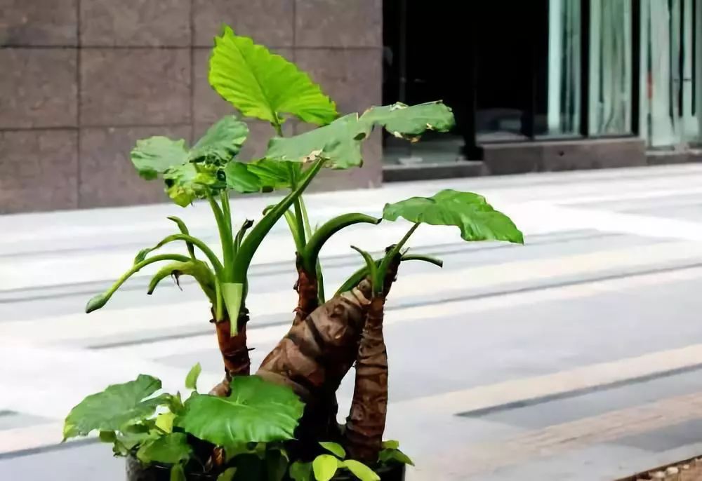 医生回应男孩误食滴水观音事件，植物知识普及与急救措施的重要性