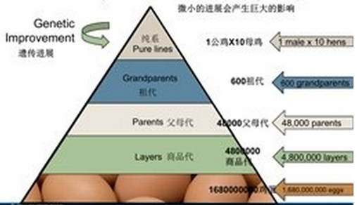 淘汰蛋鸡最新价格及分析，价格走势与影响因素探讨