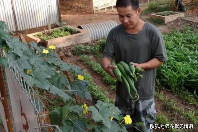 农门媳妇秋收忙碌记，田间趣事与深情纽带，最新动态报道（11月2日）