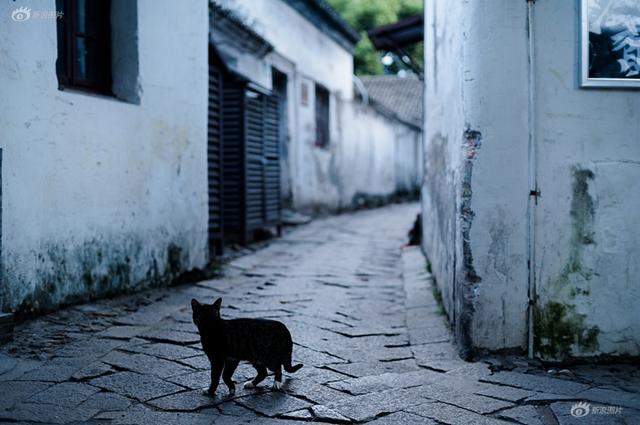 探秘小巷深处的独特宝藏，荼靡猫特色小店（最新报道，2024年11月13日）