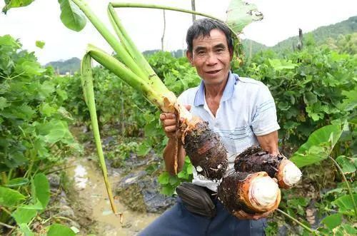 阳江台风最新动态及多方观点探讨（2017年11月）