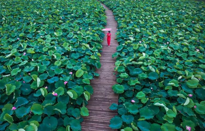 揭秘十一月最新莲花动态，莲花热点解析