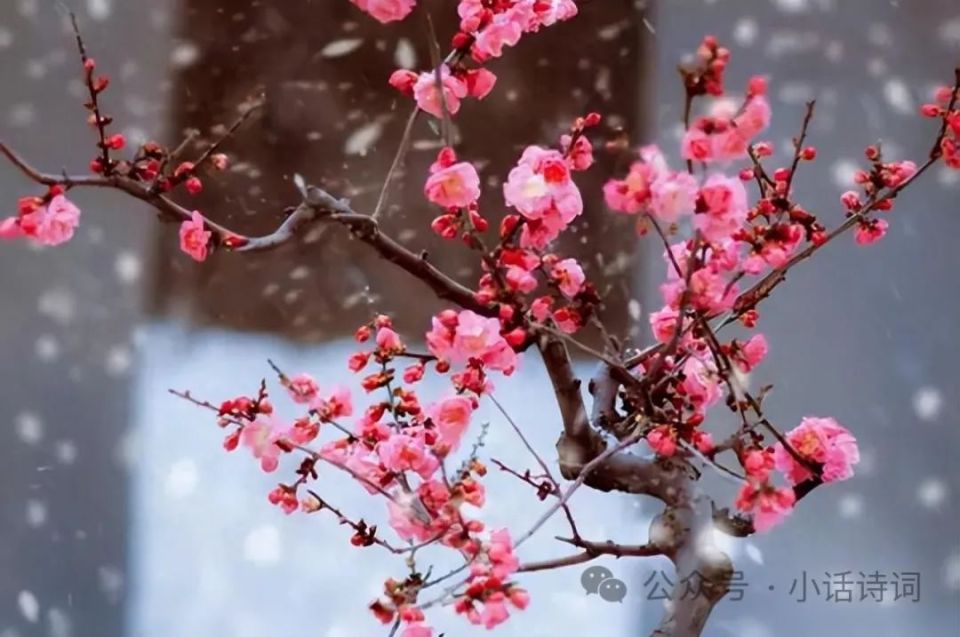 历史上的11月25日梅花生物最新点评解析，初学者与进阶用户指南